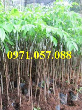 GIỐNG CÂY TRÁM ĐEN